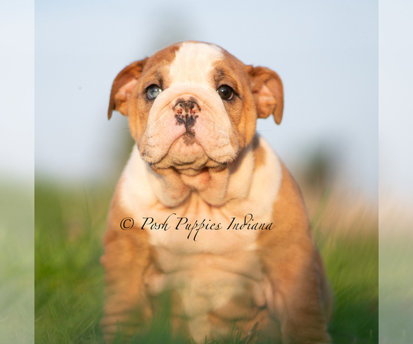 Medium Photo #8 English Bulldog Puppy For Sale in WARSAW, IN, USA