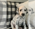 Small Photo #6 Dalmatian Puppy For Sale in LINCOLNTON, GA, USA