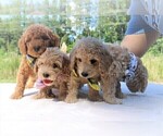 Small Photo #47 Goldendoodle Puppy For Sale in TIMBERLAKE, NC, USA