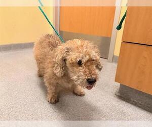 Poocan Dogs for adoption in Orange, CA, USA