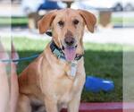 Small #5 Golden Labrador