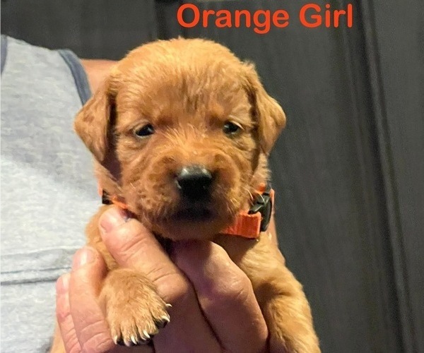 Medium Photo #5 Golden Retriever Puppy For Sale in FRESNO, CA, USA