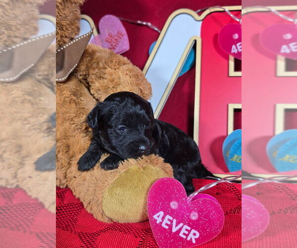 Medium Photo #1 Bernedoodle (Miniature) Puppy For Sale in BLACK FOREST, CO, USA