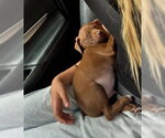 Small #4 Chihuahua Mix