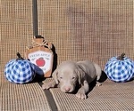 Small Photo #42 Weimaraner Puppy For Sale in NEWCASTLE, OK, USA