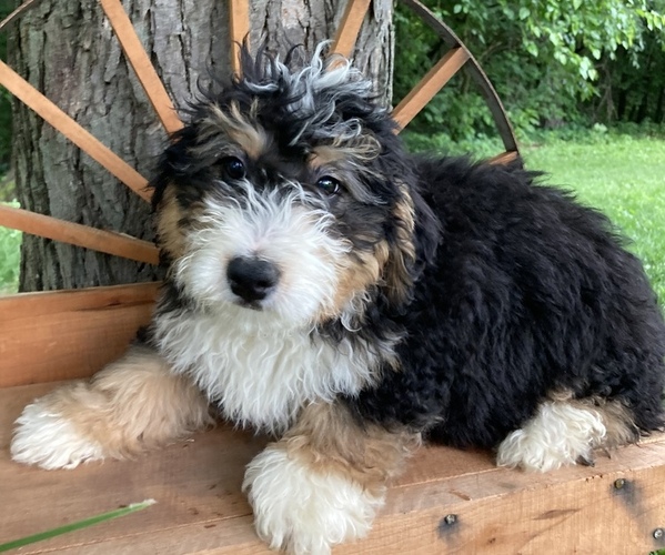Medium Photo #2 Miniature Bernedoodle Puppy For Sale in APPLE CREEK, OH, USA