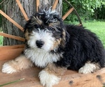 Small Photo #2 Miniature Bernedoodle Puppy For Sale in APPLE CREEK, OH, USA