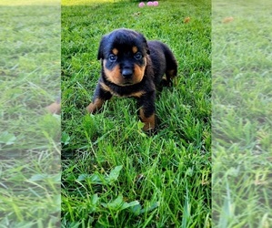 Rottweiler Puppy for Sale in GREENFIELD, Indiana USA