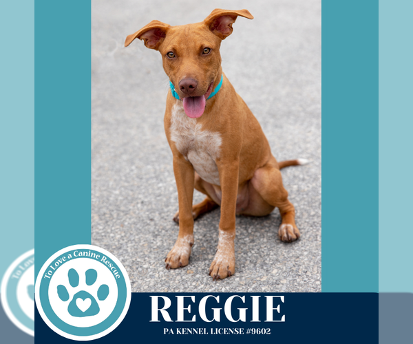 Medium Photo #13 Mutt Puppy For Sale in Kimberton, PA, USA