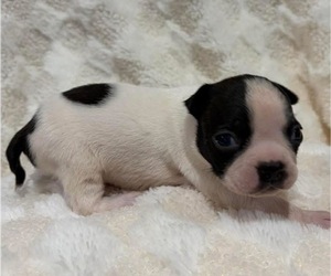Boston Terrier Puppy for sale in HICKORY, NC, USA