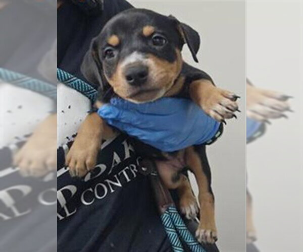 Medium Photo #1 Mutt Puppy For Sale in Plano, TX, USA