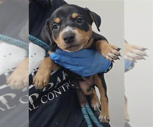 Mutt Dogs for adoption in Plano, TX, USA