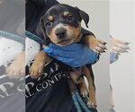 Small Mutt