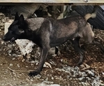 Small Photo #1 Belgian Malinois Puppy For Sale in SHICKSHINNY, PA, USA