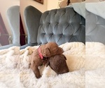Puppy Pink Collar Chesapeake Bay Retriever
