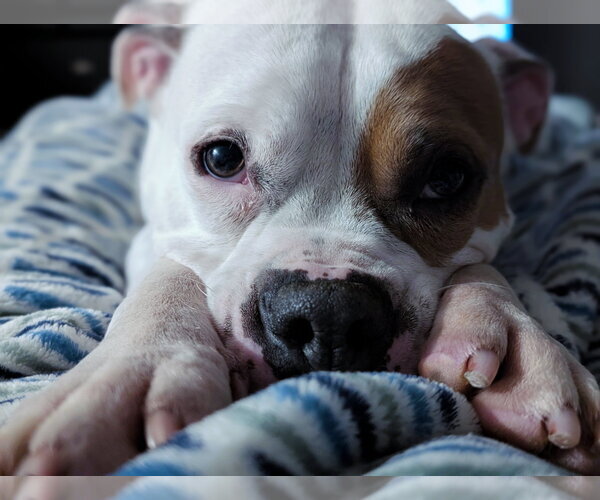Medium Photo #4 American Staffordshire Terrier-Boxer Mix Puppy For Sale in Caribou, ME, USA