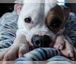 Small #3 American Staffordshire Terrier-Boxer Mix