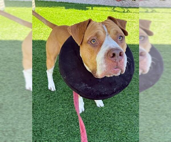 Medium Photo #1 American Bulldog Puppy For Sale in Naples, FL, USA