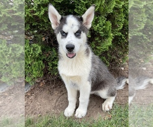 Siberian Husky Puppy for sale in MIDDLEBURY, IN, USA