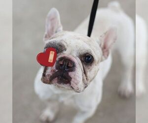 French Bulldog Dogs for adoption in San Antonio, TX, USA