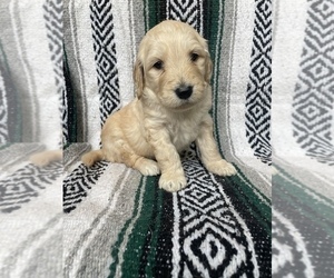 Goldendoodle Puppy for sale in COLUMBUS, IN, USA