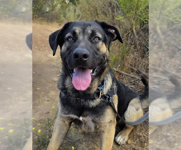 Medium Photo #2 German Shepherd Dog Puppy For Sale in Chula Vista, CA, USA