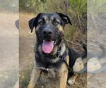 Small #1 German Shepherd Dog