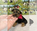 Small #2 Yorkshire Terrier