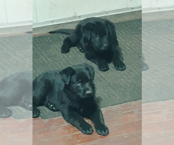 Medium Photo #5 German Shepherd Dog Puppy For Sale in GALION, OH, USA