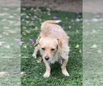 Small #5 Cocker Spaniel-Jack Russell Terrier Mix