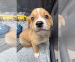 Small Labrador Retriever Mix