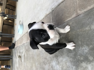 Border Terrier Puppy for sale in COVINA, CA, USA