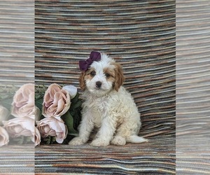 Cavapoo Puppy for sale in GLEN ROCK, PA, USA