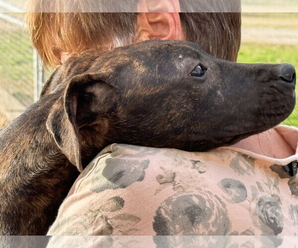 Medium Photo #3 Mutt Puppy For Sale in Okolona, MS, USA