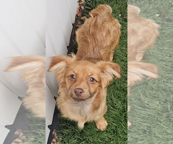 Medium Photo #1 Shiranian Puppy For Sale in Oakhurst, NJ, USA