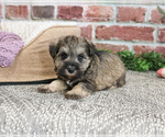 Small #3 Schnauzer (Miniature)
