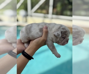 French Bulldog Puppy for sale in CORAL SPRINGS, FL, USA
