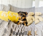 Small Photo #3 Yorkshire Terrier Puppy For Sale in COOKEVILLE, TN, USA