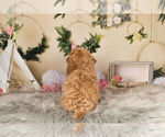 Small Photo #12 Goldendoodle (Miniature) Puppy For Sale in WARSAW, IN, USA