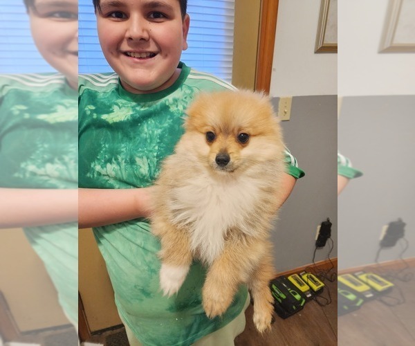 Medium Photo #3 Pomeranian Puppy For Sale in MIDDLEBORO, MA, USA
