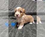 Small #1 Maltipoo (Miniature)