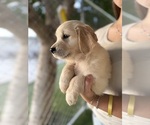 Small #3 Golden Retriever