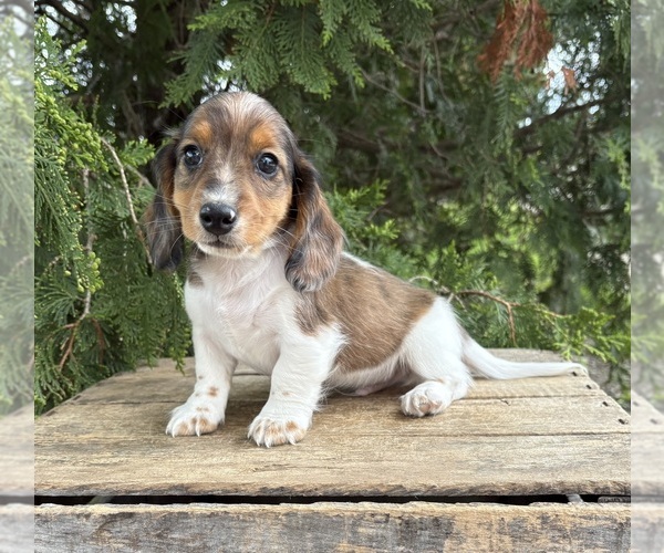 Medium Photo #4 Dachshund Puppy For Sale in MIDDLEBURY, IN, USA