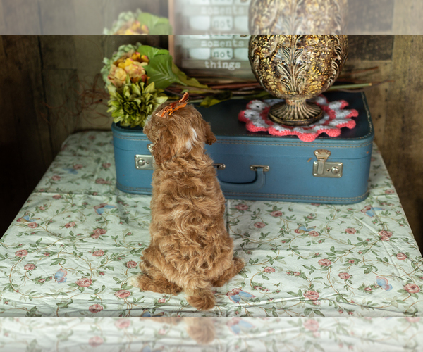 Medium Photo #11 Miniature Labradoodle Puppy For Sale in NAPPANEE, IN, USA