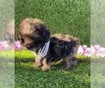 Small #6 Poodle (Toy)