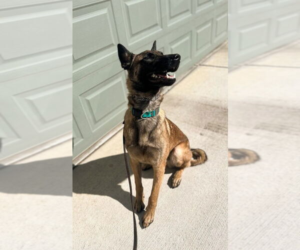 Medium Photo #3 Mutt Puppy For Sale in Imlay City, MI, USA