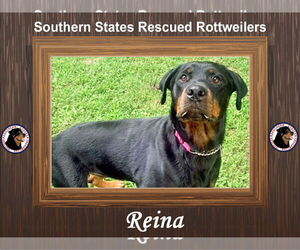 Reina - Male Rottweiler-Unknown Mix Dog for Adoption - Photo #2