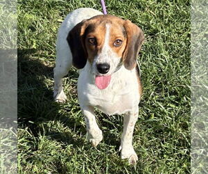 Beagle Dogs for adoption in Batavia, OH, USA