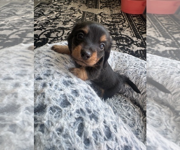 Medium Photo #2 Dachshund Puppy For Sale in SAN DIEGO, CA, USA