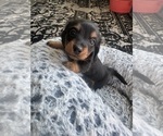 Small #1 Dachshund